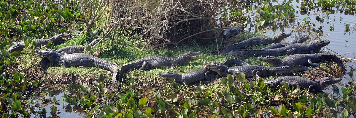 BRAZÍLIA A Pantanal varázslatos mocsarai