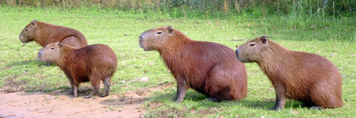 BRAZÍLIA A Pantanal varázslatos mocsarai