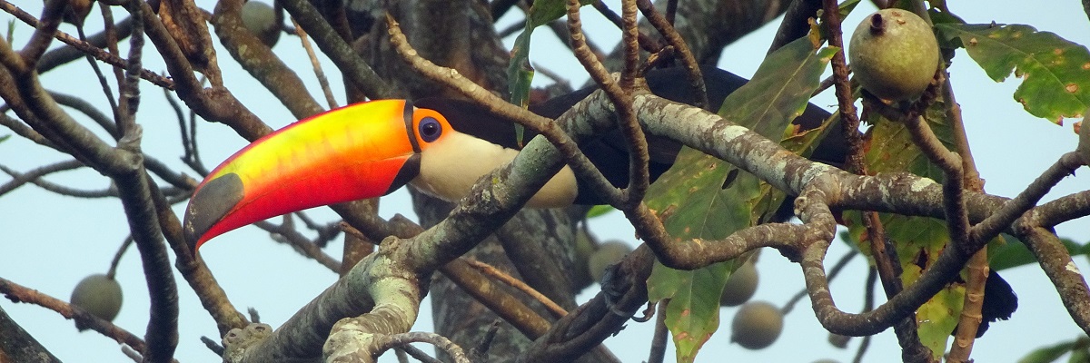 BRAZÍLIA A Pantanal varázslatos mocsarai