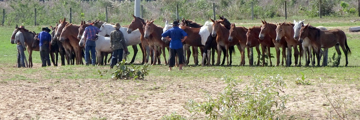 BRAZÍLIA A Pantanal varázslatos mocsarai