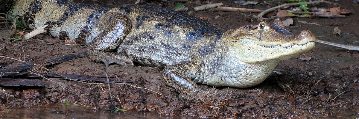 BELIZE Az ország legjobb madárfotós helyei