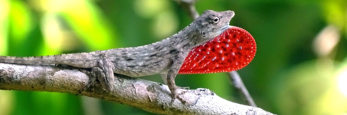 COSTA RICA Die Schweiz Zentralamerikas