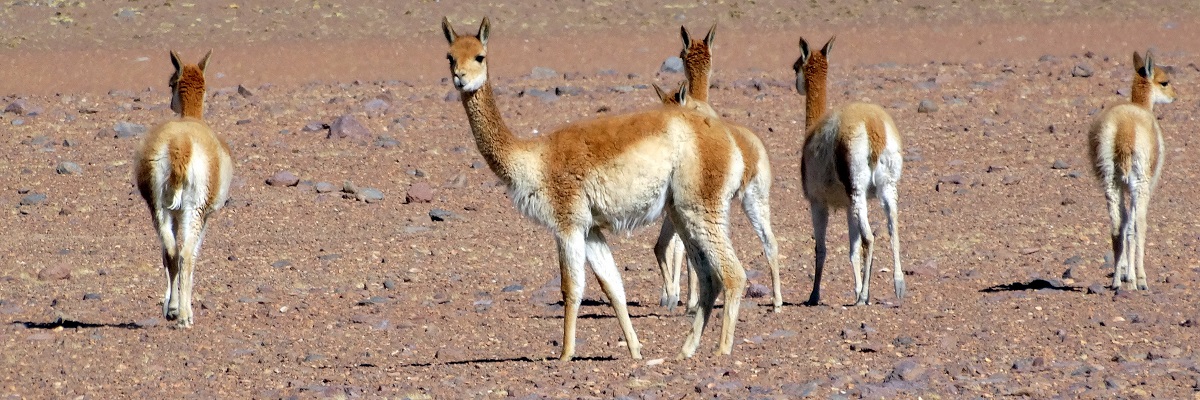 PERU-BOLÍVIA Az Altiplano csodái